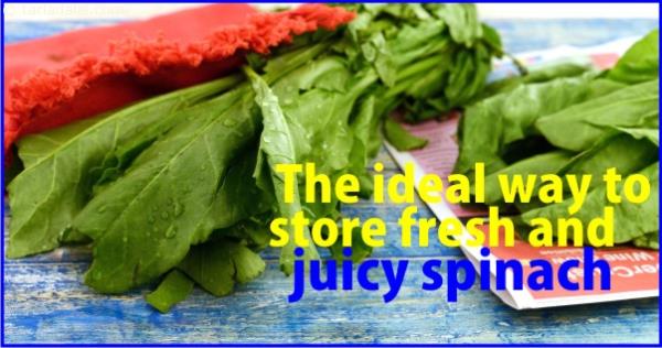 THE IDEAL WAY TO STORE FRESH AND JUICY SPINACH