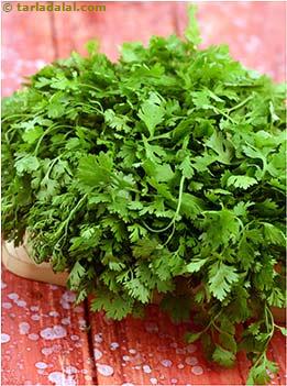 What Is Kothmir Coriander Dhania Glossary Uses Benefits Recipes